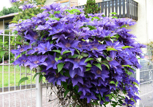 Как пересадить клематис на другое место весной Пересадка клематиса весной на другое место