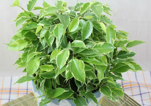 Почему у фикуса Бенджамина желтеют листья и что делать, если они опадают почему желтеют листья у фикуса бенджамина