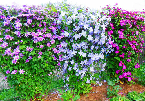 Как правильно посадить клематис весной на дачном участке посадка клематисов весной