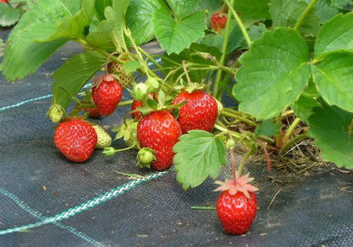 Как посадить клубнику под черный укрывной материал посадка клубники под черный укрывной материал