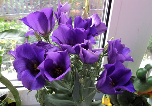 Как вырастить эустому из семян в домашних условиях Выращивание эустомы из семян в домашних условиях