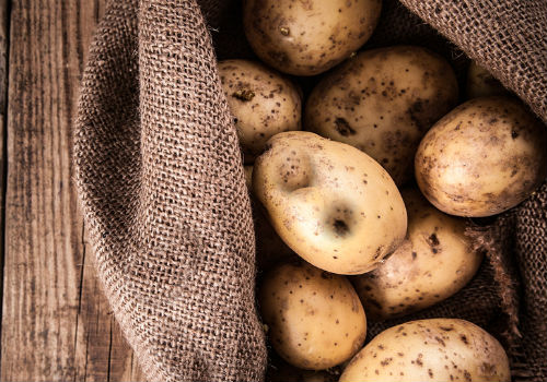 Как избавиться от проволочника на картошке и как защитить урожай Как бороться с проволочником на картошке