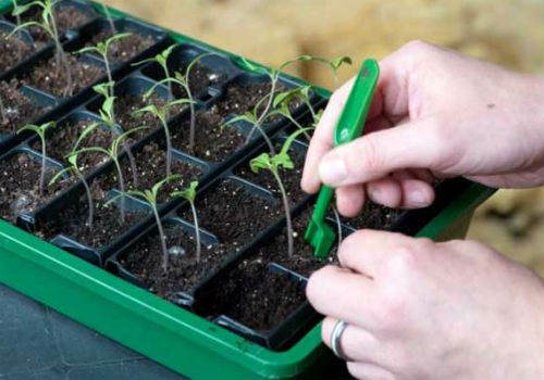 Когда пикировать помидоры в апреле после всходов и как правильно пикировка томатов в апреле 2017