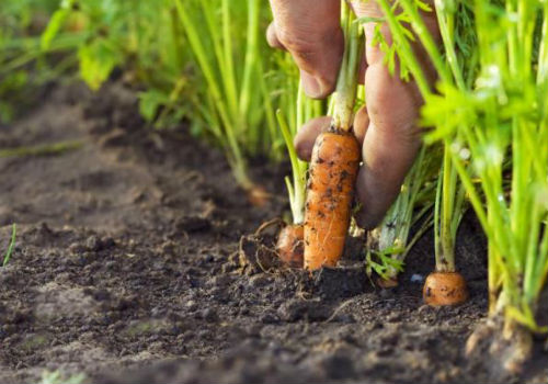 Как осуществляется посадка моркови в открытый грунт семенами Как сажать морковь семенами в открытом грунте