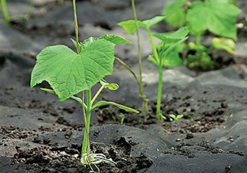 Как осуществляется посадка огурцов в открытый грунт семенами как сажать огурцы в открытый грунт семенами