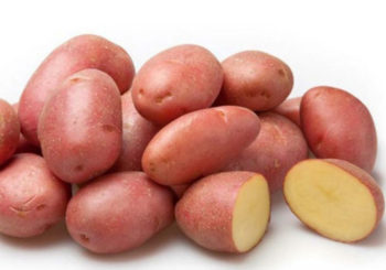 картофель беллороза характеристика