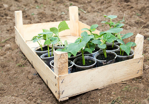 Как производится посадка рассады огурцов в открытый грунт когда высаживать рассаду огурцов в открытый грунт