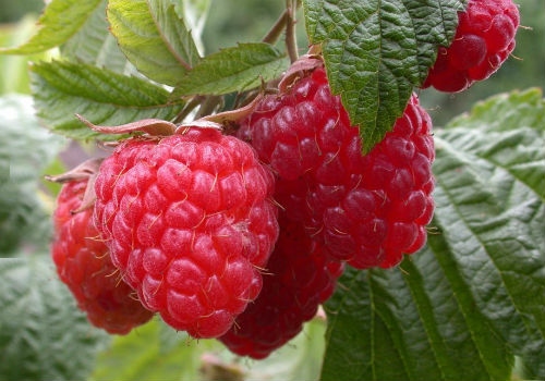 Каковы особенности малины сорта Зюгана Малина Зюгана