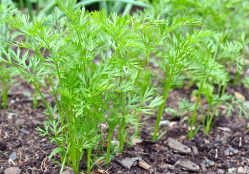 Что делать, если морковь не всходит почему не всходит морковь