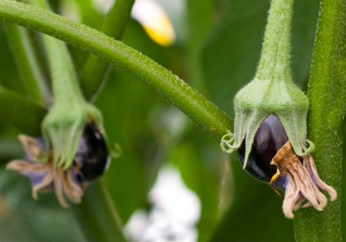 Почему нет завязи на баклажанах, советы по решению проблемы почему не завязываются баклажаны