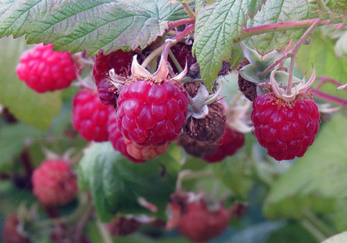 По какой причине сохнет малина на участке вместе с ягодами почему сохнет малина