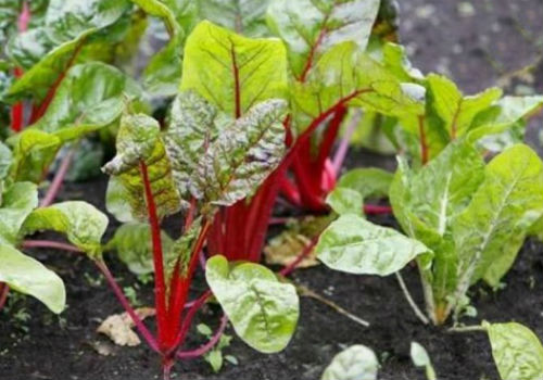 Как и чем подкормить свеклу в открытом грунте подкормка свеклы в открытом грунте