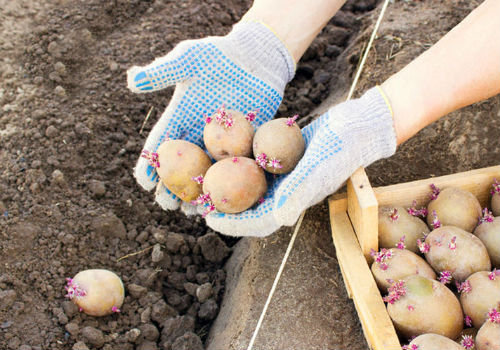 Когда в апреле и мае сажать картофель по лунному календарю дни посадки картофеля в апреле