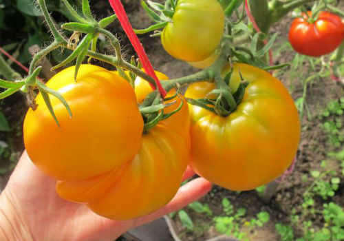 описание томатов сорта Хурма