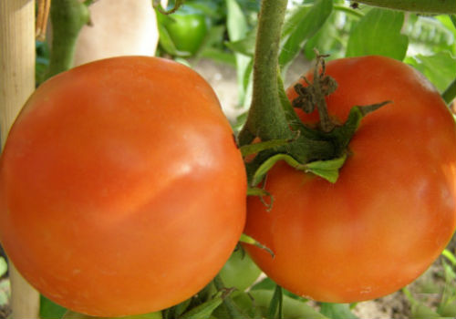 Описание сорта томата Хурма и его характеристика томат хурма, характеристика и описание сорта