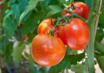 сорта томатов устойчивые к фитофторе для подмосковья