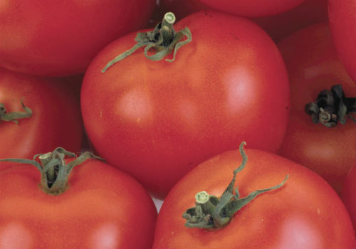 Каковы особенности томатов сорта Никола томат никола характеристика и описание сорта