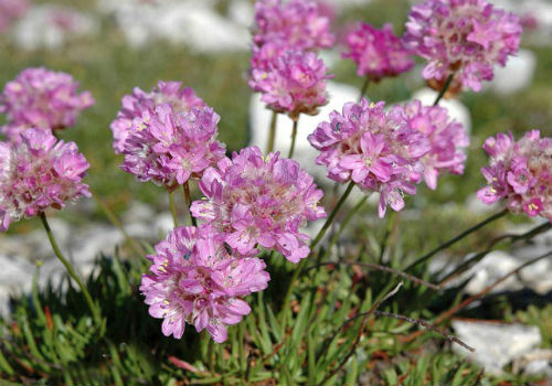 Посадка армерии в открытый грунт и уход за растением армерия посадка и уход в открытом грунте