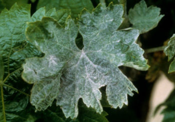 Белый налет на листьях винограда, причины и способы лечения