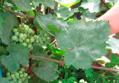 belyj nalet na listyah vinograda