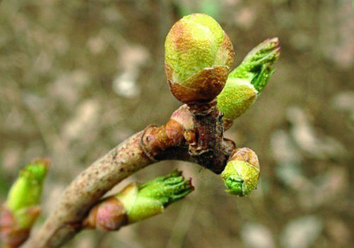 Меры борьбы с почковым клещом на смородине весной Борьба с почковым клещом на смородине весной
