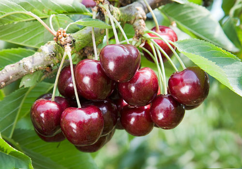 Выбираем лучшие сорта черешни для Подмосковья лучшие сорта черешни для подмосковья
