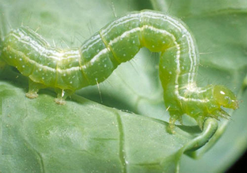 Как бороться с гусеницами на капусте и профилактические меры как бороться с гусеницами на капусте