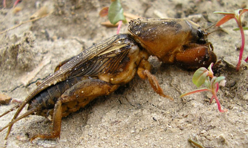 Как бороться с медведкой на огороде как избавиться от медведки в огороде навсегда