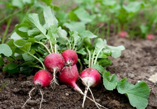 Как осуществляется посев редиса в открытый грунт когда сажать редис в открытый грунт