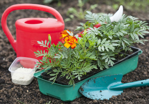 Яркие бархатцы, посадка и уход в открытом грунте когда высаживать бархатцы в открытый грунт