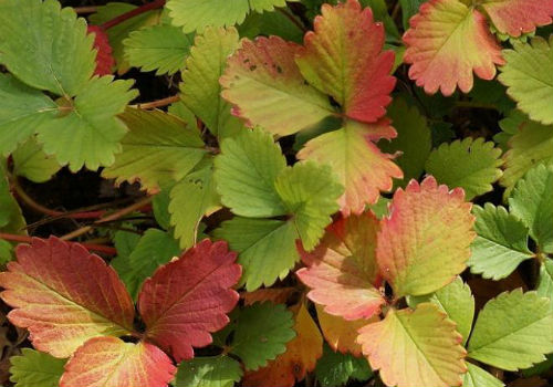 Почему появляются красные пятна на листьях клубники почему у клубники краснеют листья