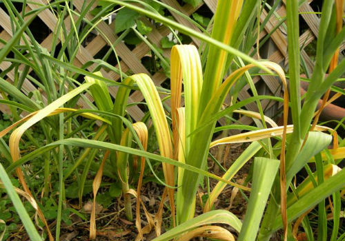 Что делать, если желтеет чеснок весной на грядке почему желтеет чеснок весной