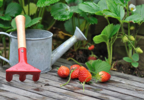 Как подкормить клубнику дрожжами подкормка клубники дрожжами