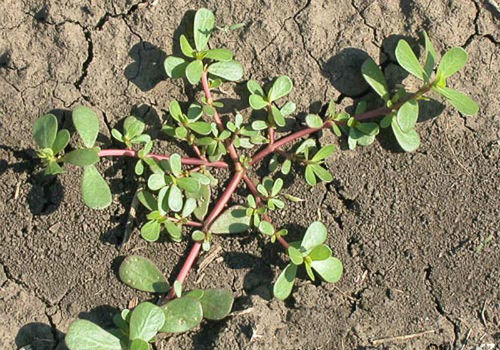 Уничтожение сорняков с помощью уксуса и соли соль и уксус от сорняков