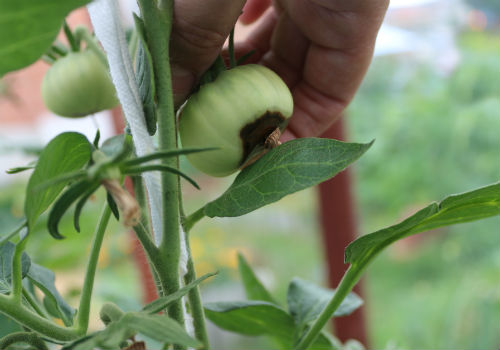 Причины появления вершинной гнили на томатах и лечение Вершинная гниль на помидорах лечение