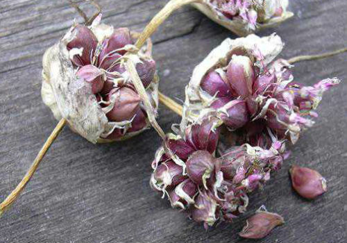 Когда сажать бульбочки чеснока и как правильно выращивание чеснока из бульбочек