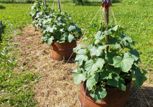 Как вырастить огурцы в бочке на дачном участке выращивание огурцов в бочке