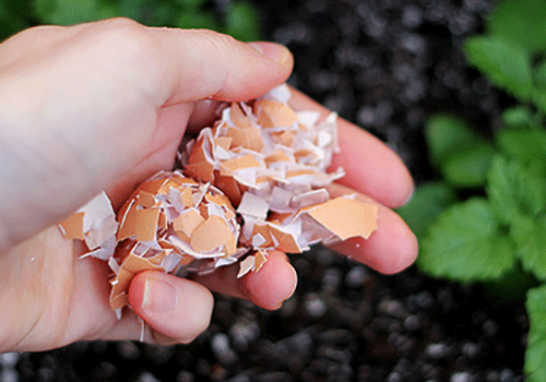 Использование яичной скорлупы в качестве удобрения яичная скорлупа как удобрение как применять