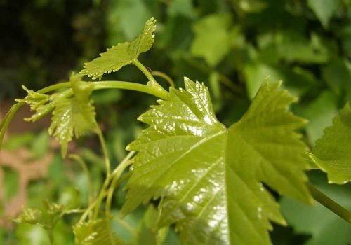 Как заготовить виноградные листья для долмы на зиму заготовка виноградных листьев на зиму для долмы