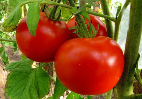можно ли сажать томаты