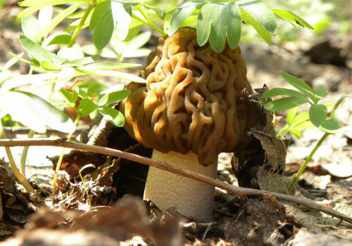 Когда можно собирать сморчки и где они растут где растут сморчки