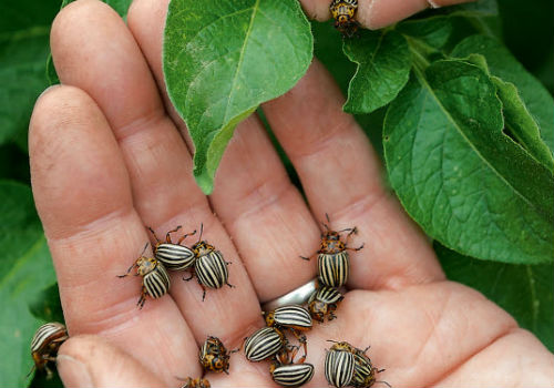 Горчица с уксусом — лучшее средство от колорадского жука горчица с уксусом от колорадского жука