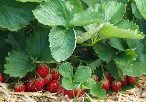 Как избавиться от долгоносиков на клубнике как бороться с долгоносиком на клубнике