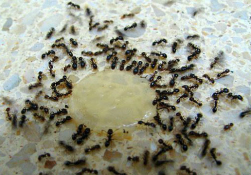 сладкое вещество от муравьев