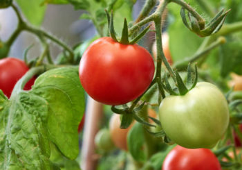 как избавиться от тли на помидорах