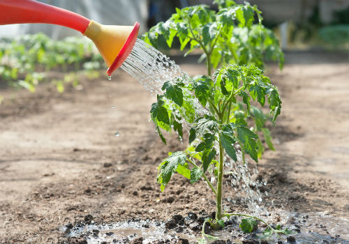 Как правильно поливать помидоры в открытом грунте как поливать помидоры в открытом грунте