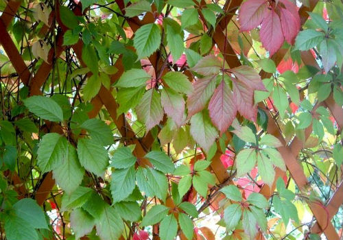 Размножение девичьего винограда разными способами как размножить девичий виноград