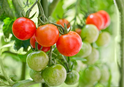 Как ускорить созревание томатов на грядке и после сбора урожая как ускорить созревание помидоров