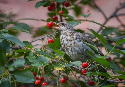 Как уберечь и защитить черешню от птиц как защитить черешню от птиц