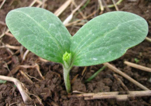 Посадка кабачков семенами в открытый грунт, когда и как когда сажать кабачки в открытый грунт